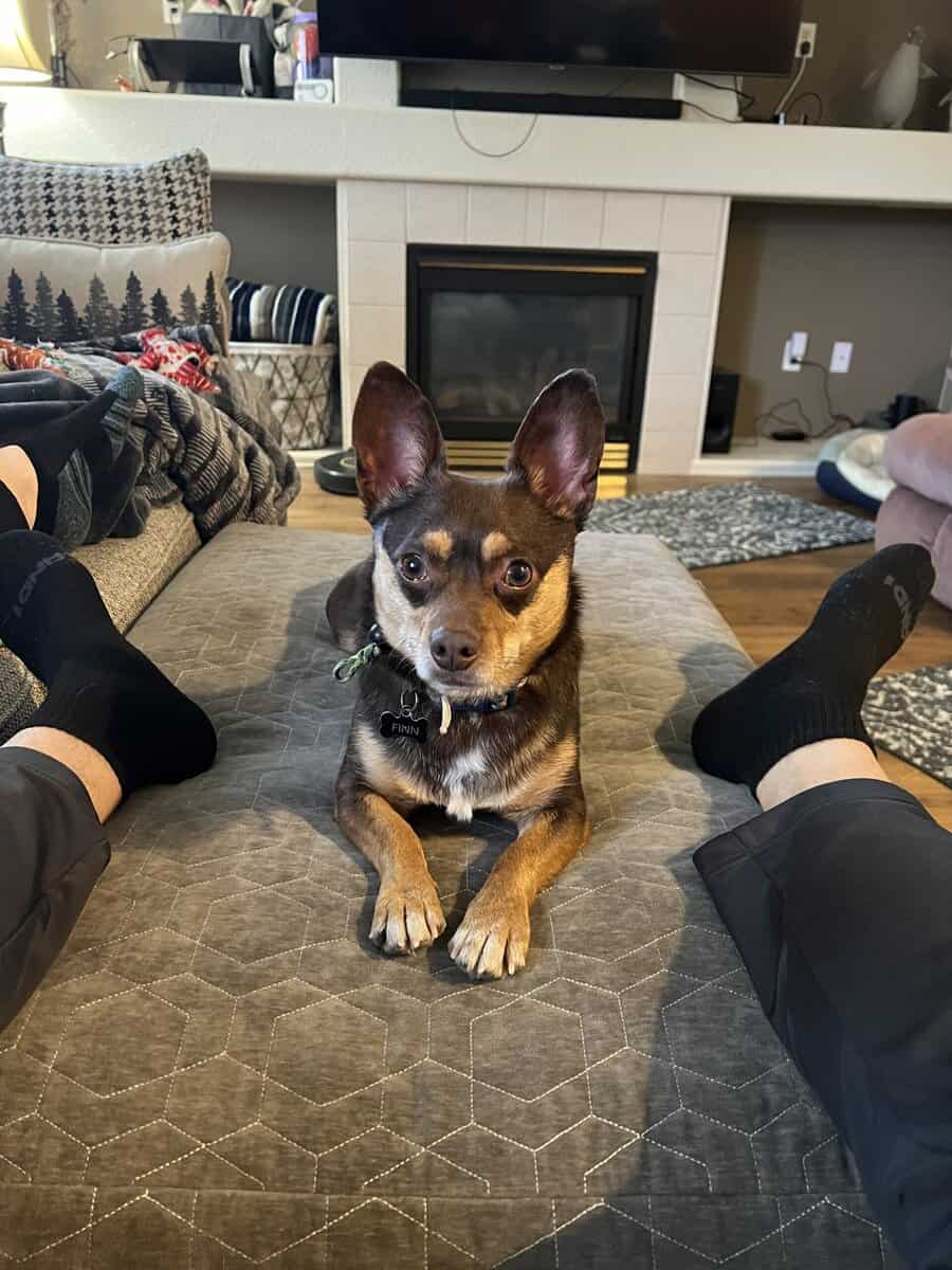 Adult Chihuhua Mix Looking for Loving Home image 2