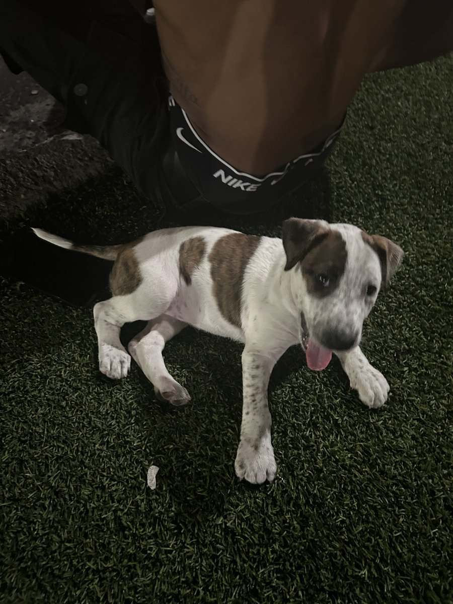 LOST PUPPY image 5