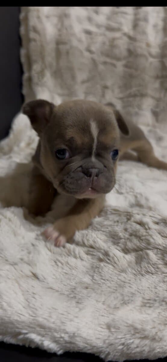 French Bulldog Puppies image 3