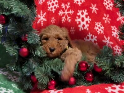 Medium golden doodle puppies