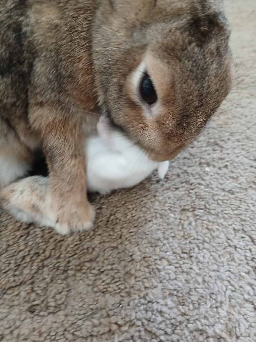 Albino Bunnies image 12