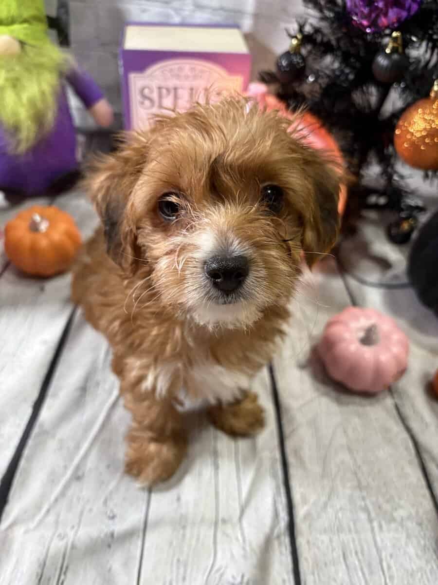 Yorkiepoo male image 1