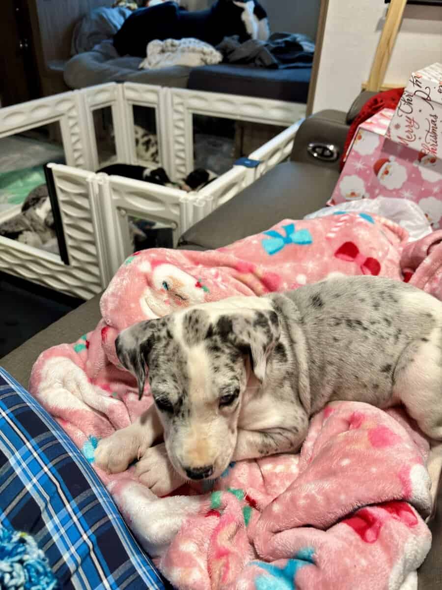 Great Dane puppies image 5