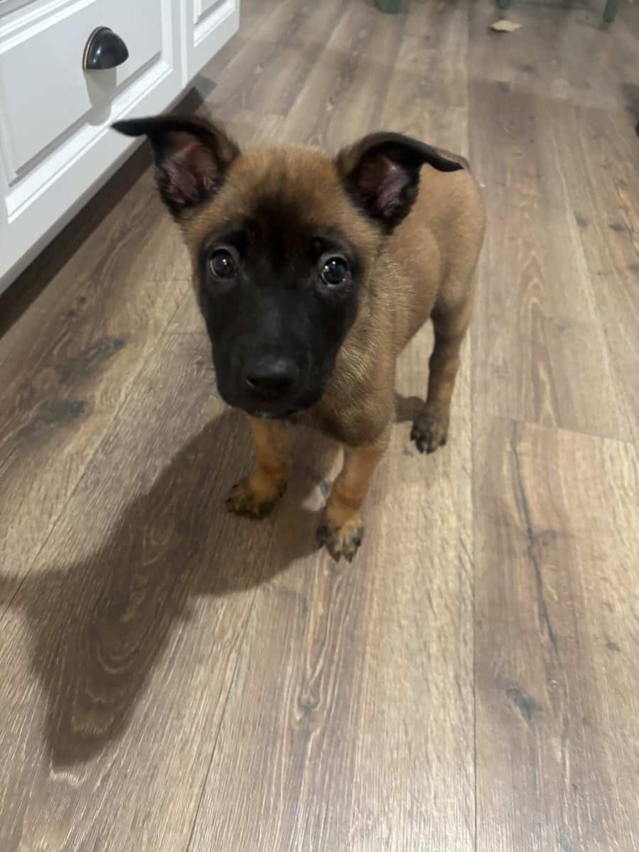 4 Belgian Malinois Puppies for Sale image 3
