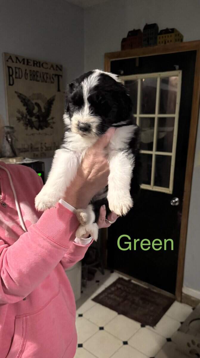 We have this little sheepadoodle puppy image 1