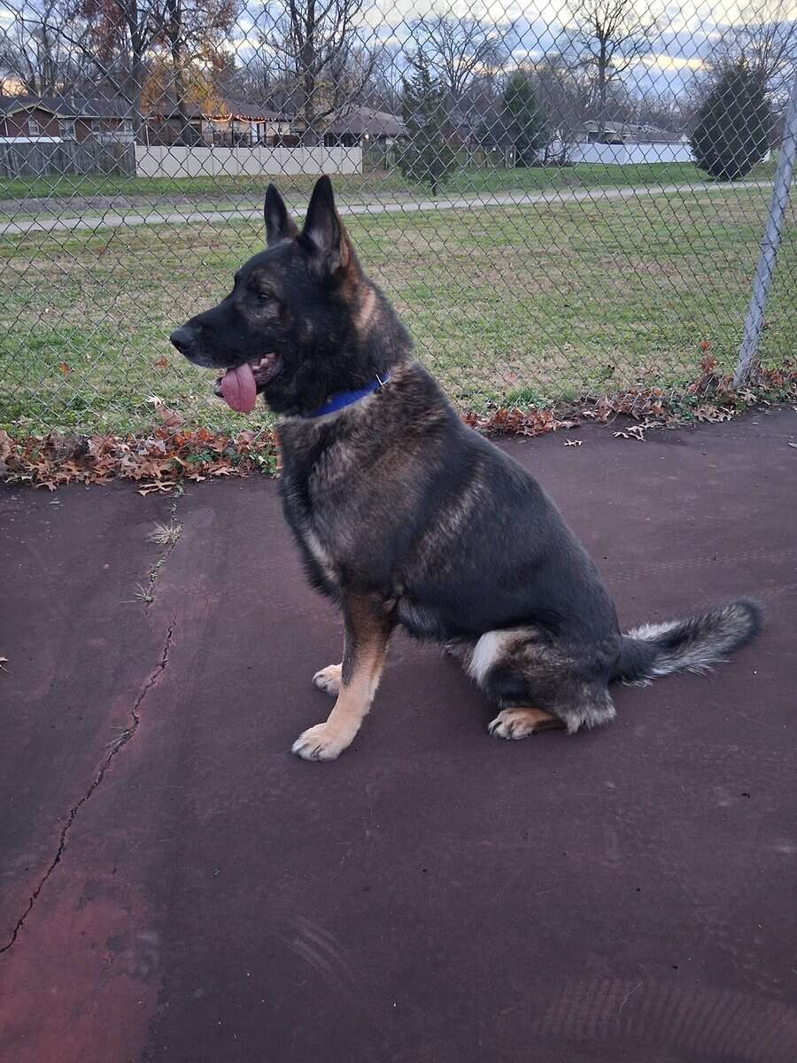 DDR german shepherd stud image 1