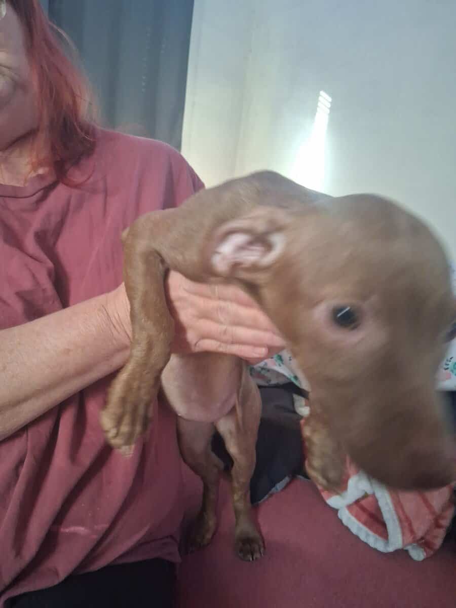 Free puppies image 3