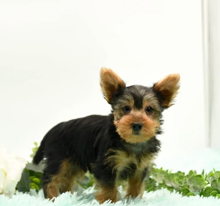 Yorkie terrier puppy image 2