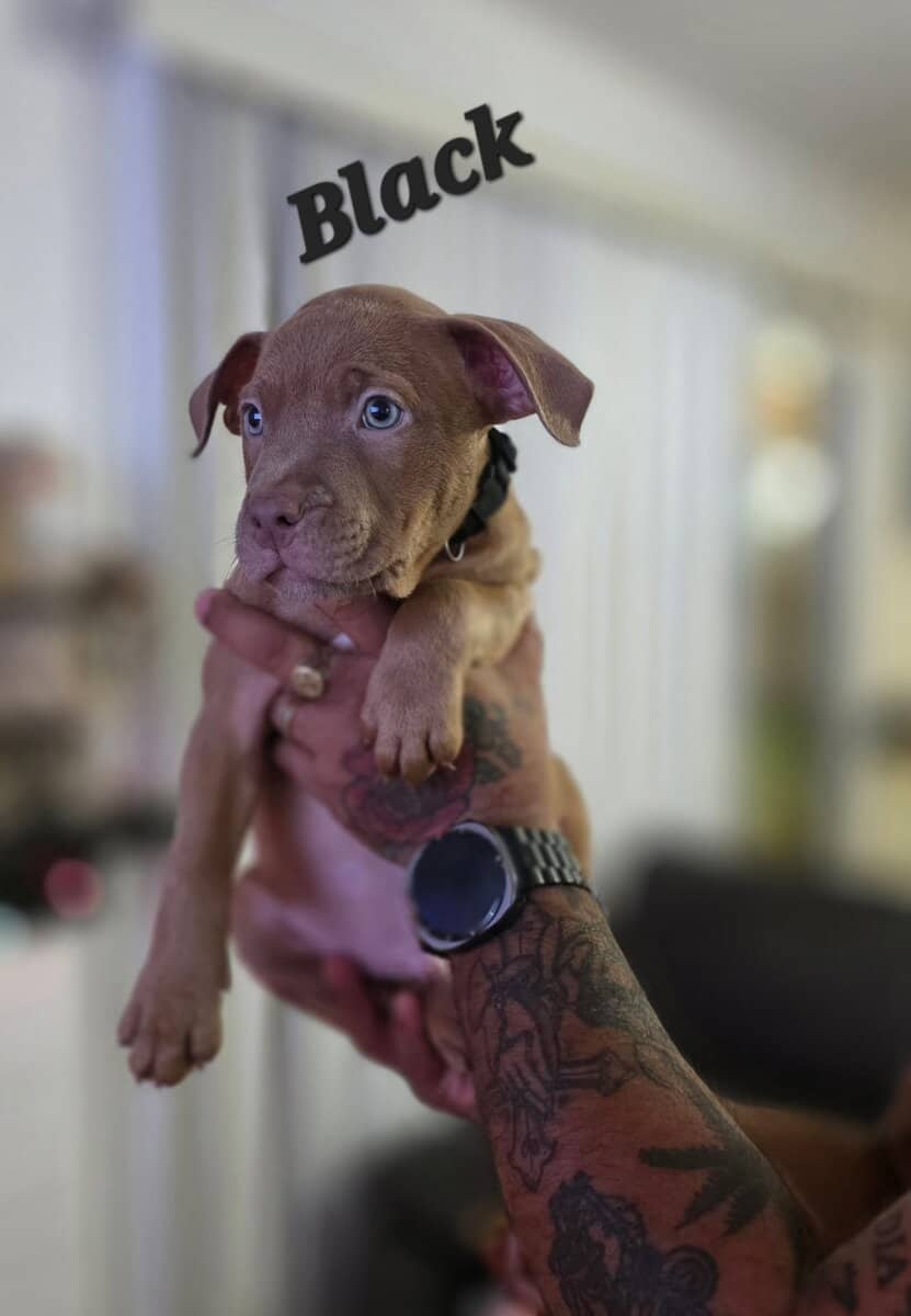 Male pitbull puppies image 6