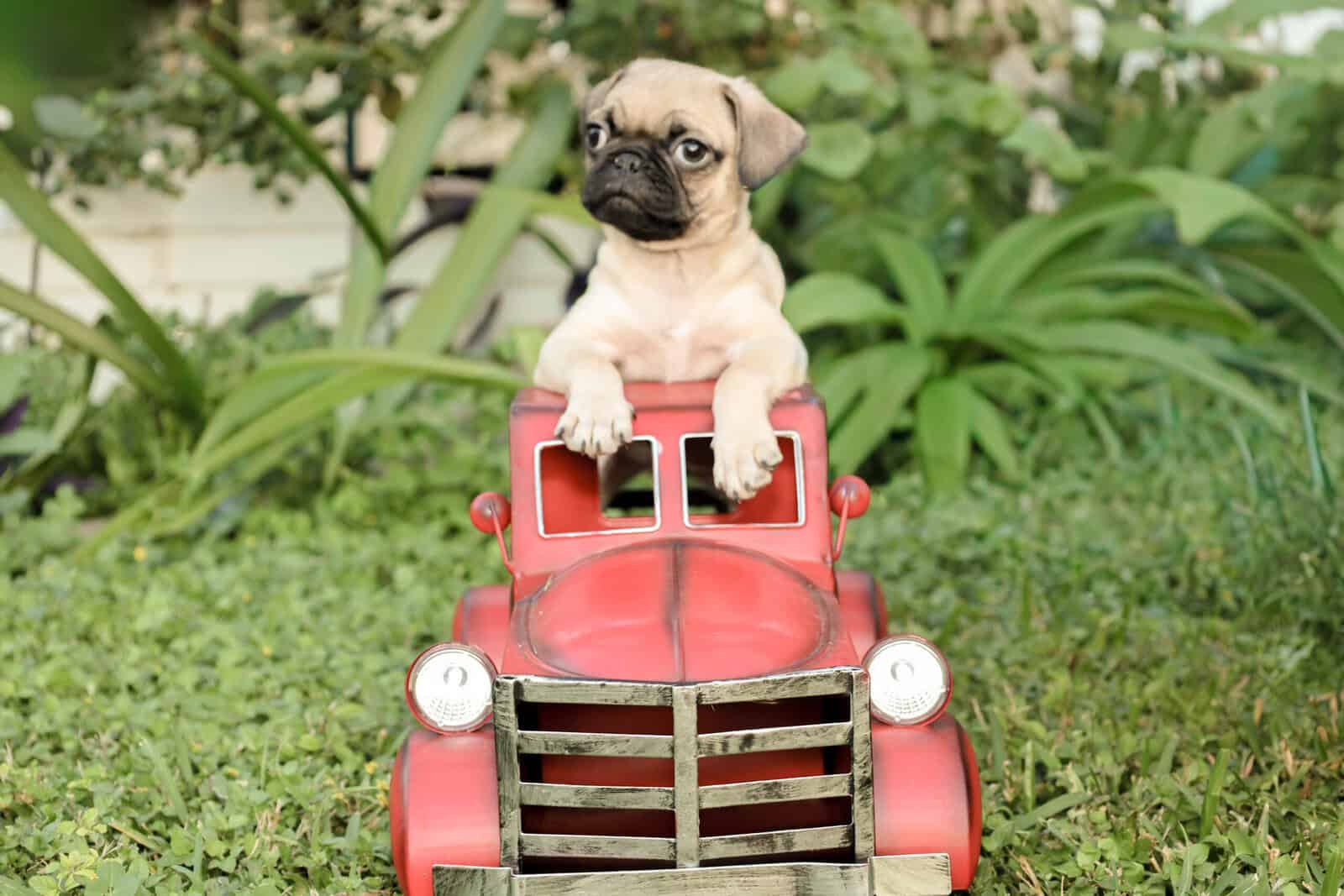 Pug puppies image 6