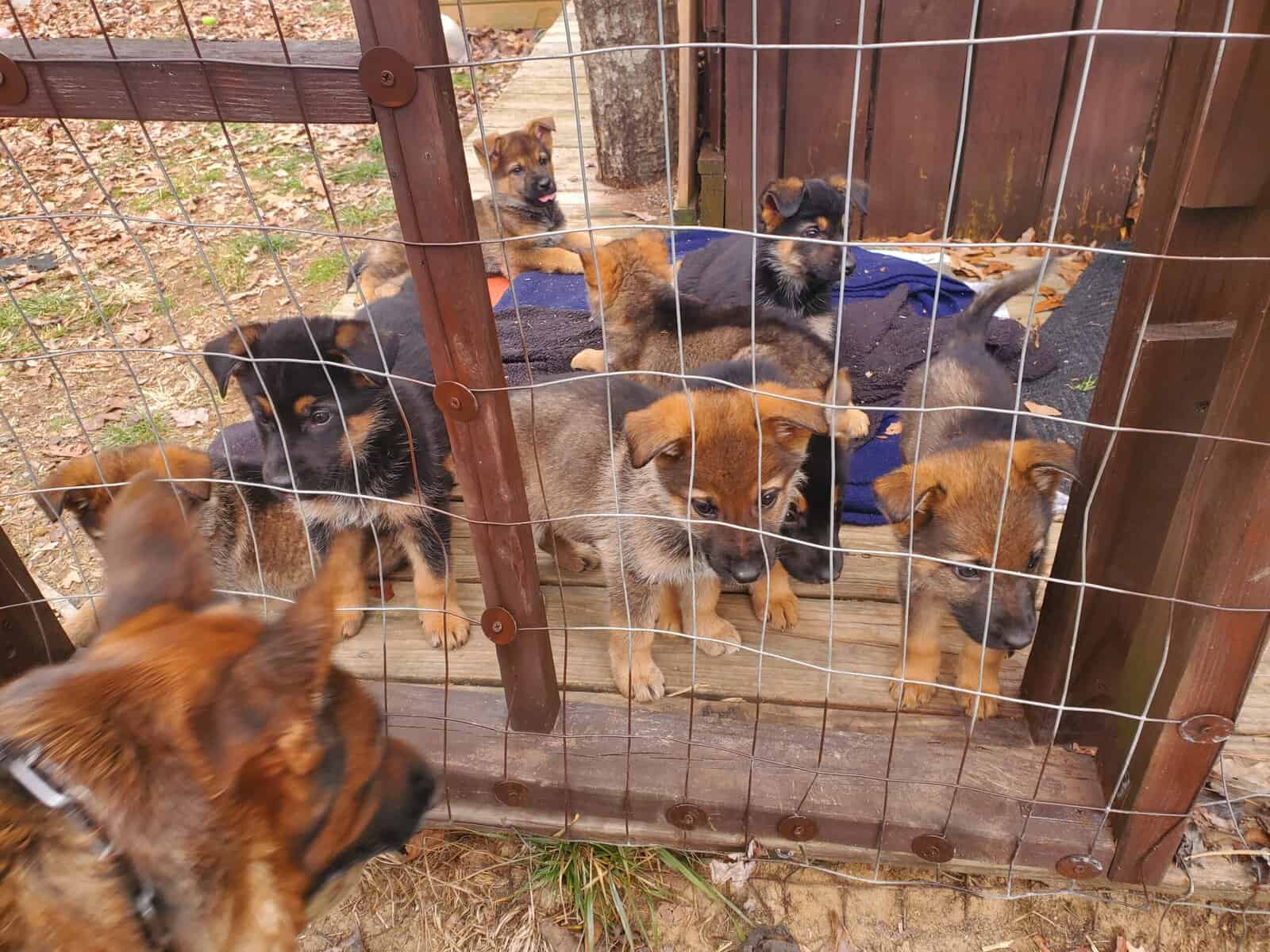 German shepherd puppies image 3