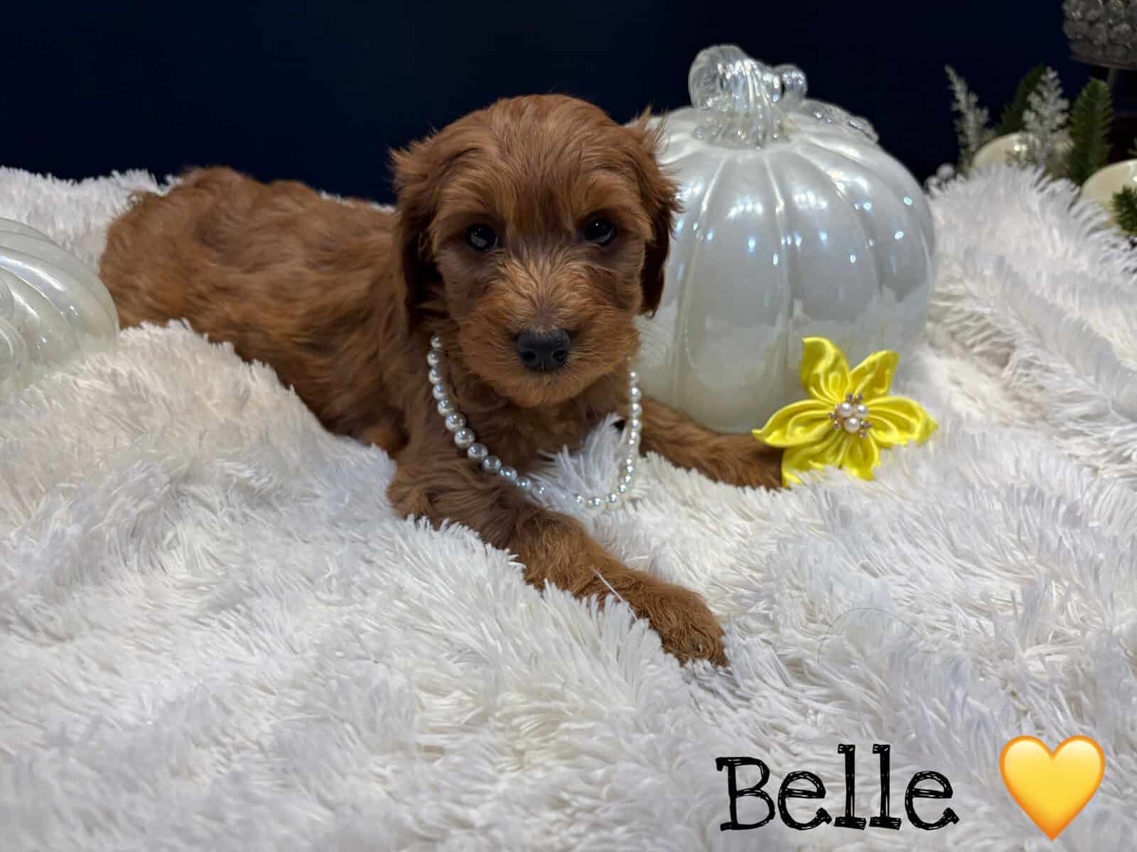 F1BB GoldenDoodle Girls image 1