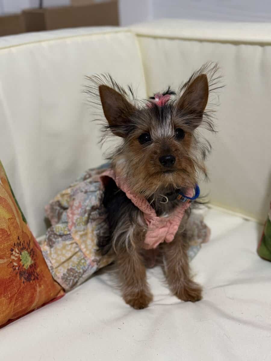 Yorkie terrier image 4