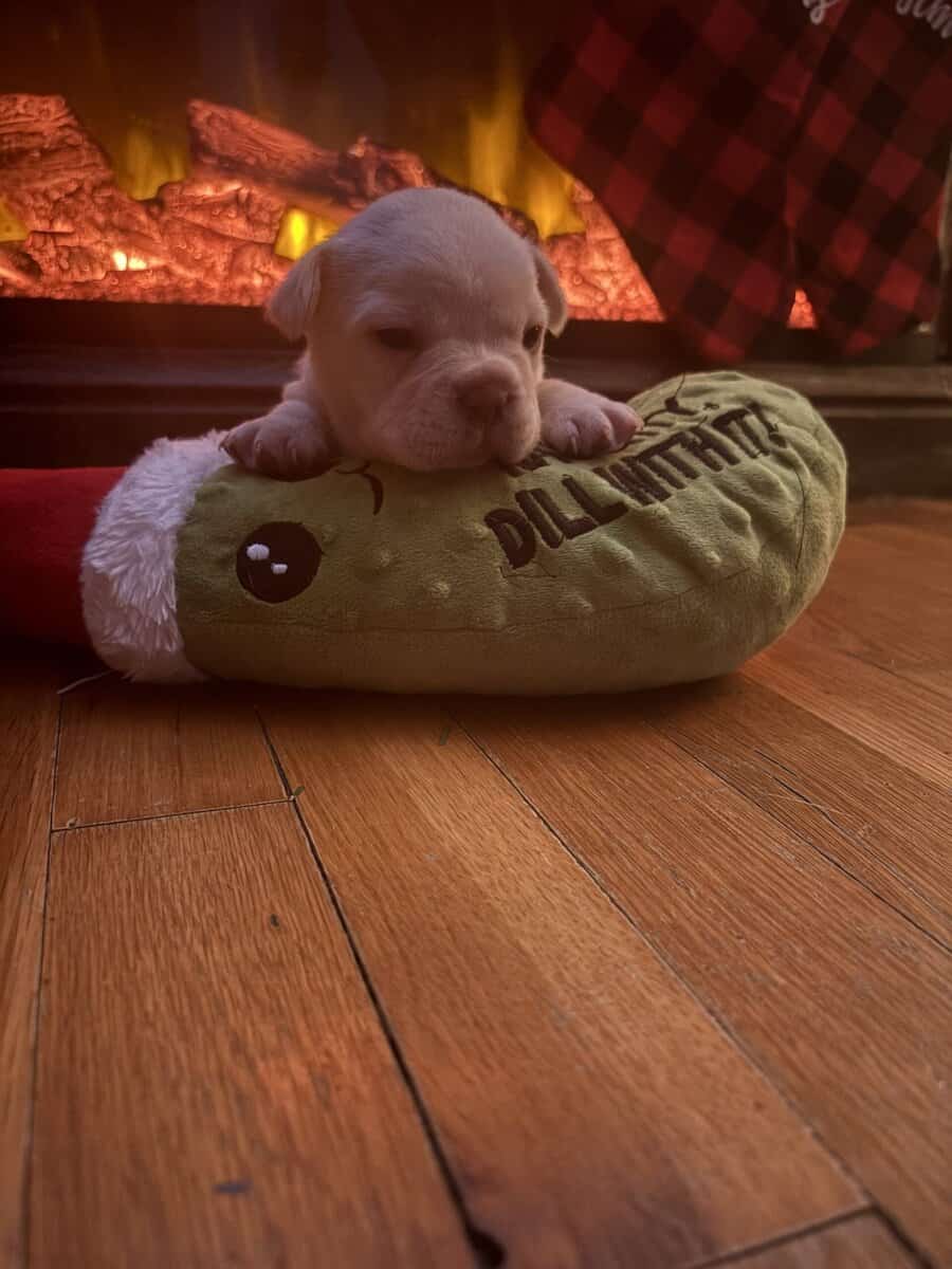 FRENCH BULLDOG PUPs image 7
