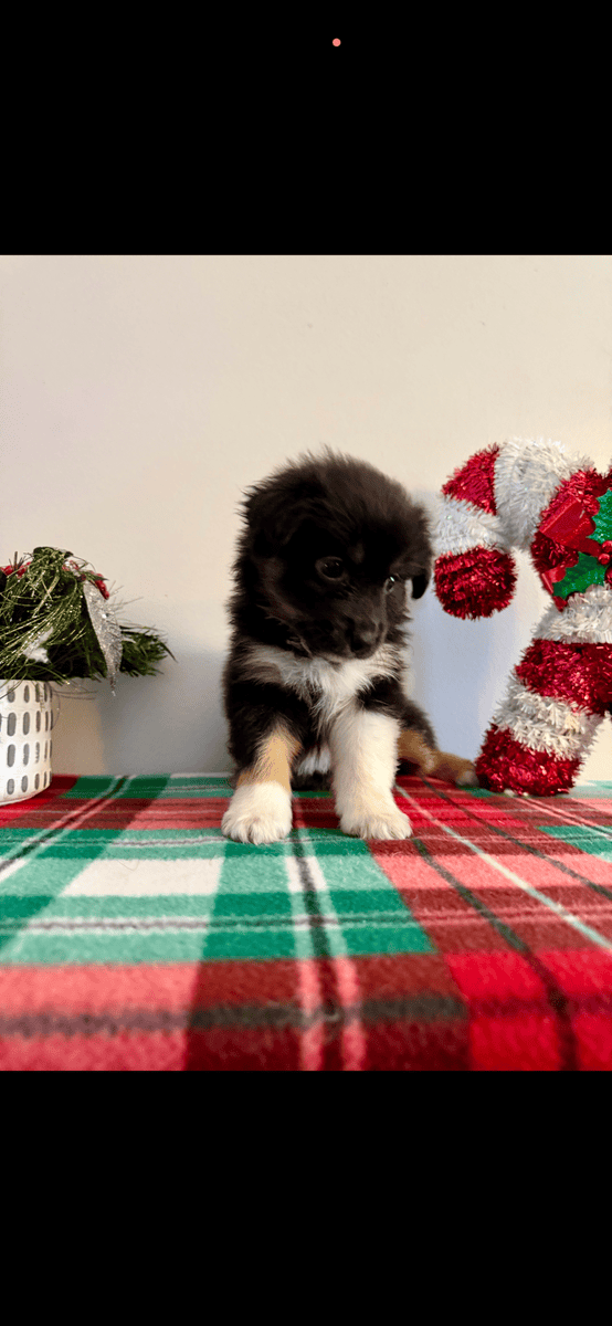 Australian Shepherd Puppies! image 3
