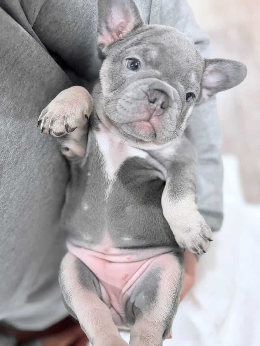 Lilac French Bulldog Puppies – AKC 💜🐾 image 3