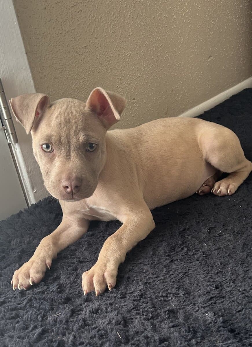 Fawn Female pitbull puppy image 2