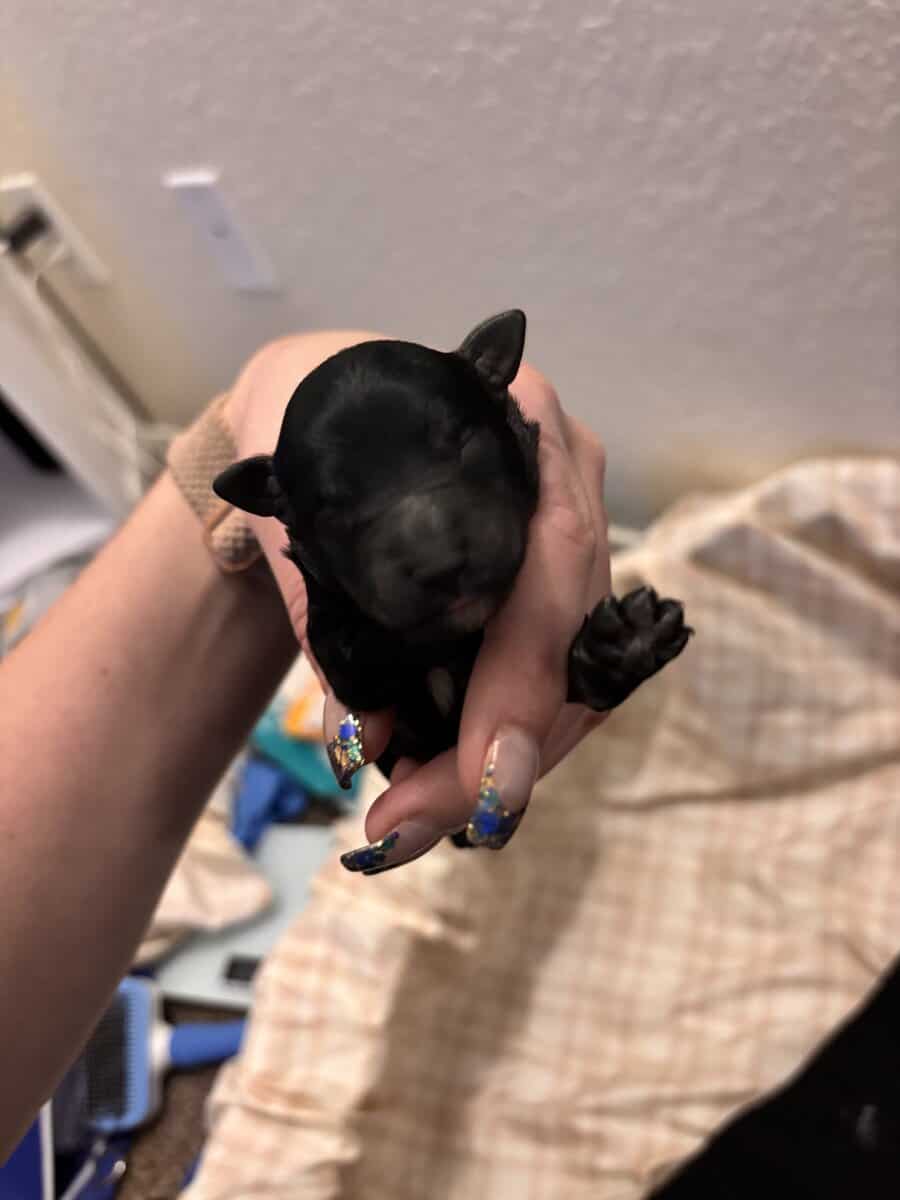 Schnoodles image 5