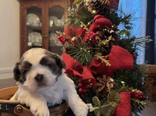 Bella’s Puppies are so Sweet!