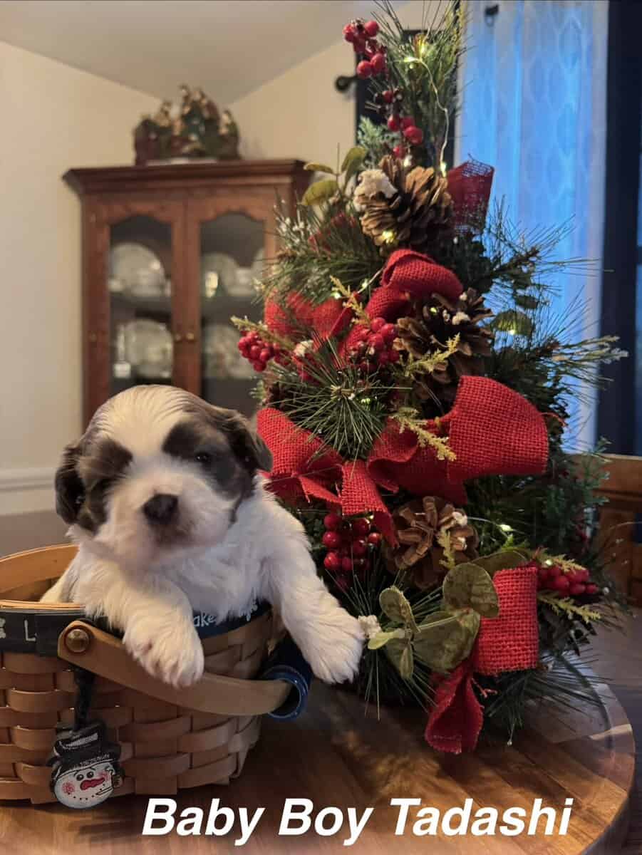 Bella's Puppies are ready for a new home! image 1