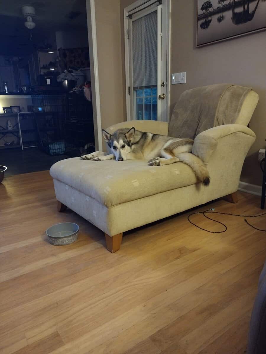 Free fixed Male German shepherd hepherd husky mix image 5