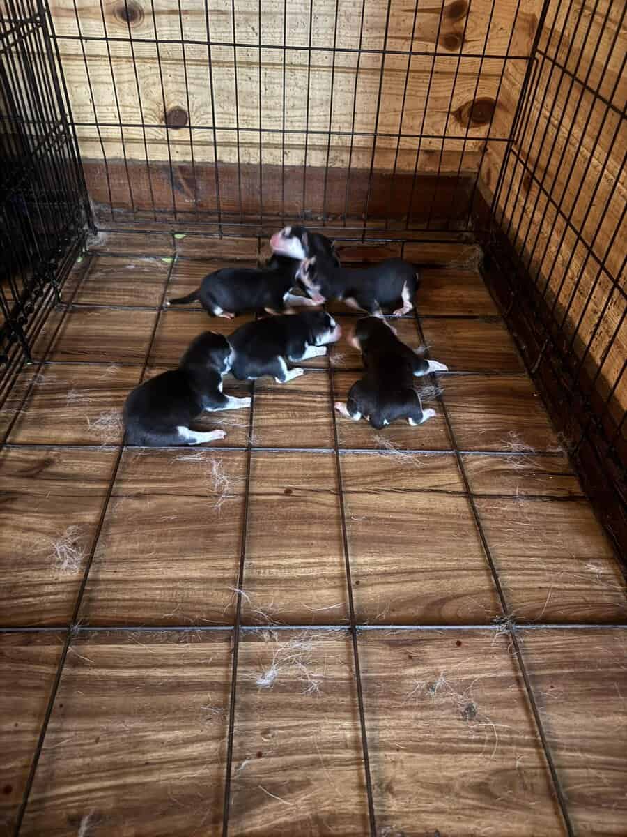 Alaskan Husky Puppies image 1