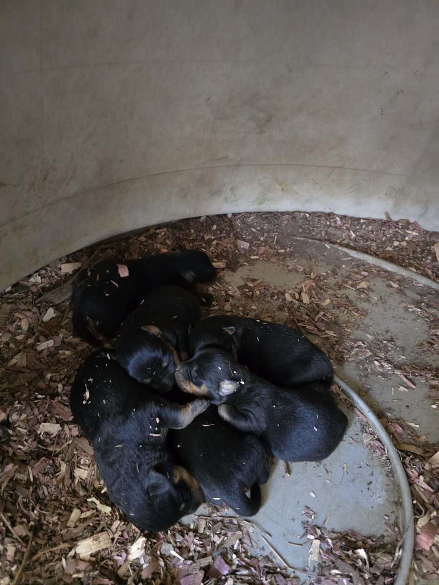 AKC Registered Rottweiler Puppies image 4