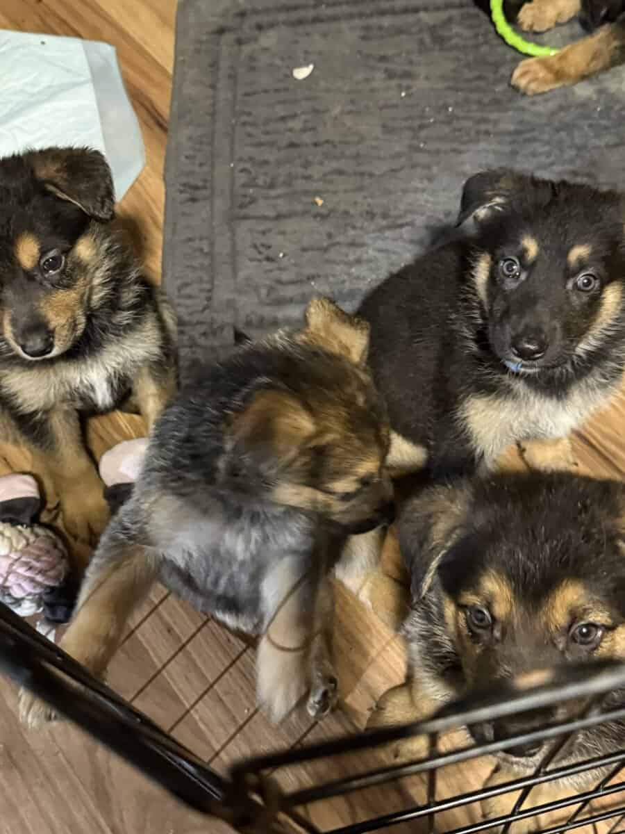 German shepherd puppies ready 12/20/2025 image 21
