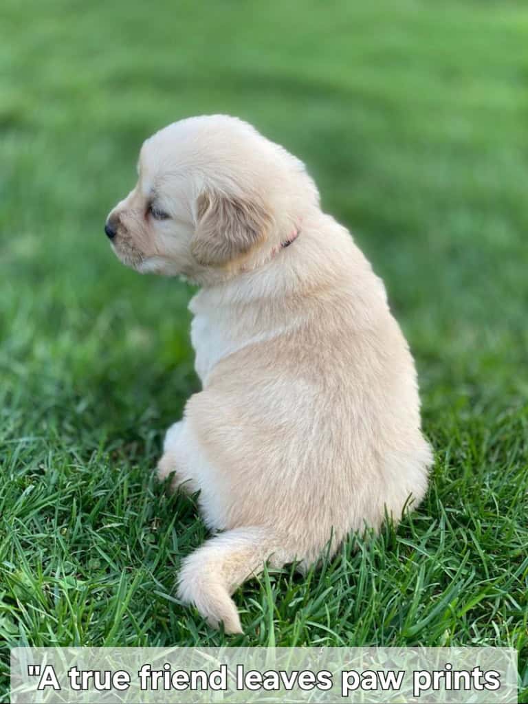 Golden Retriever puppy – boy #2 (red collar) image 4