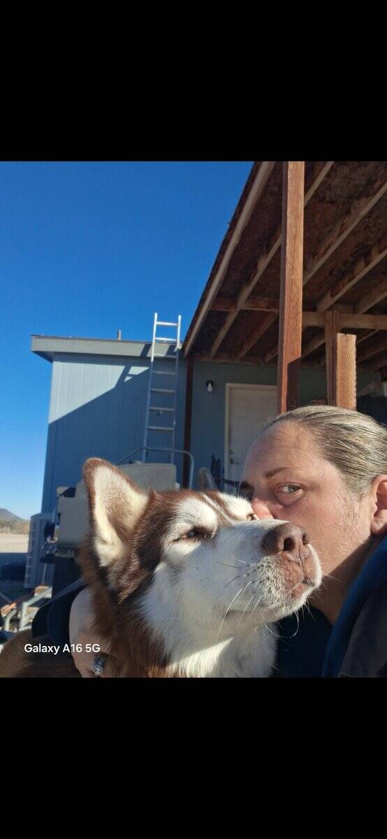 Bruno 2yr old intact Husky image 3