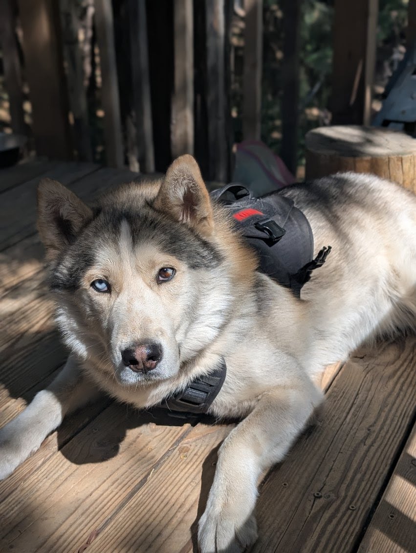 Siberian husky needs rehoming image 2