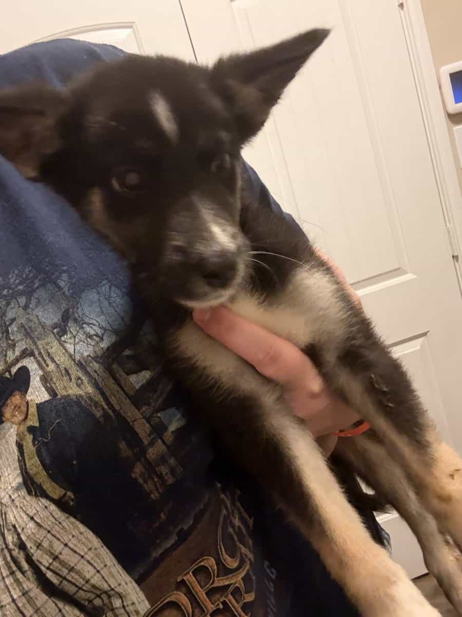 Husky/belgian malinois image 2