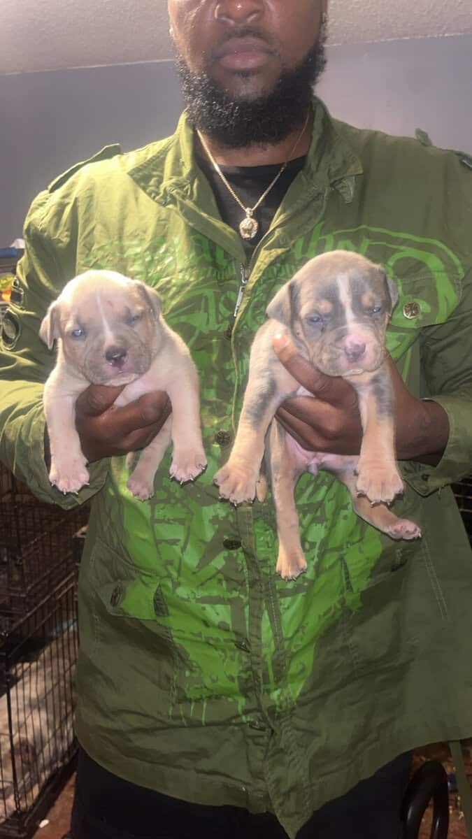 American Bully Pocket Puppies Ready On Christmas image 2