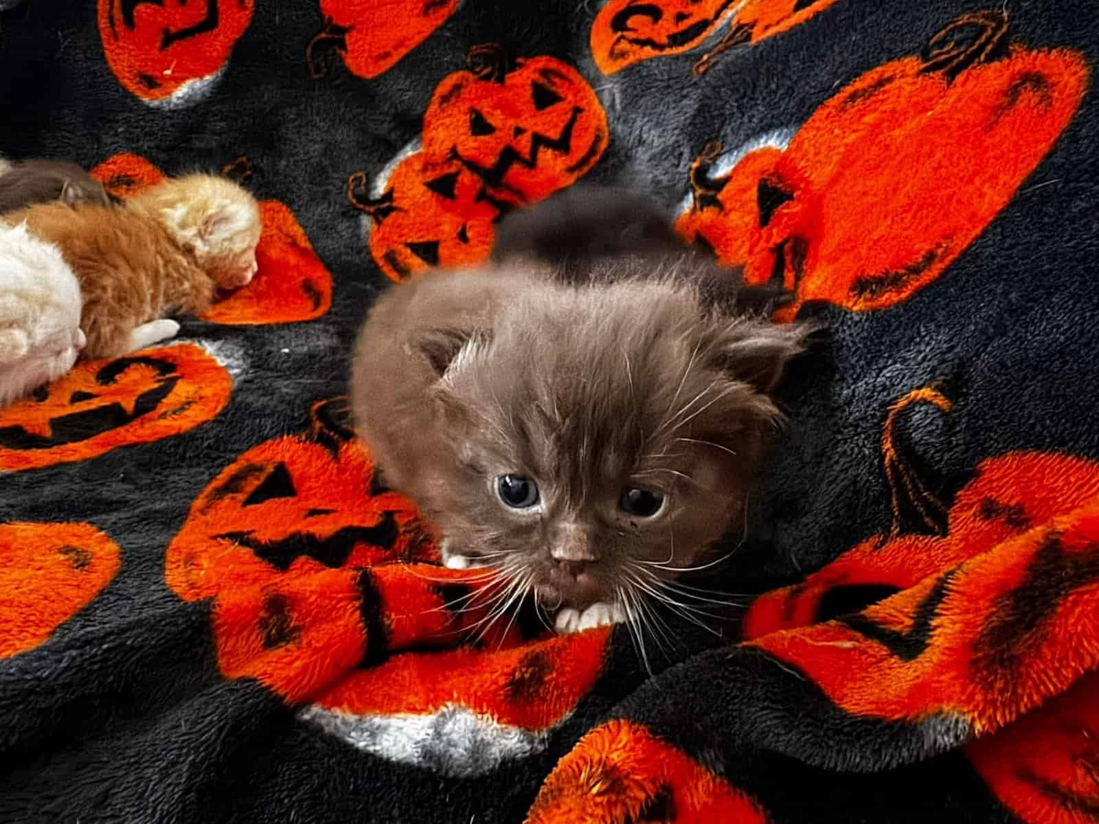 Chocolate mitted male munchkin standard image 8