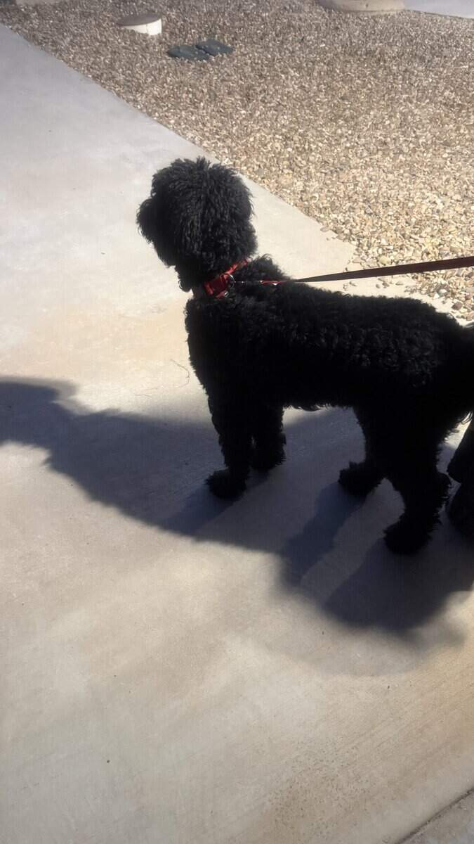 Golden doodle image 2