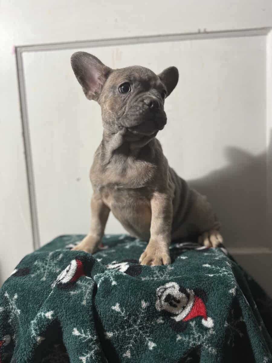 Campbell’s Fabulous Frenchies image 15