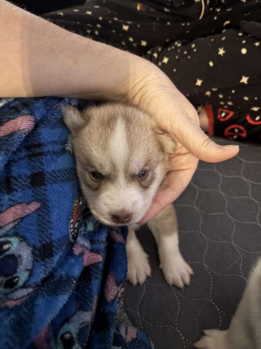Alusky Puppies image 5