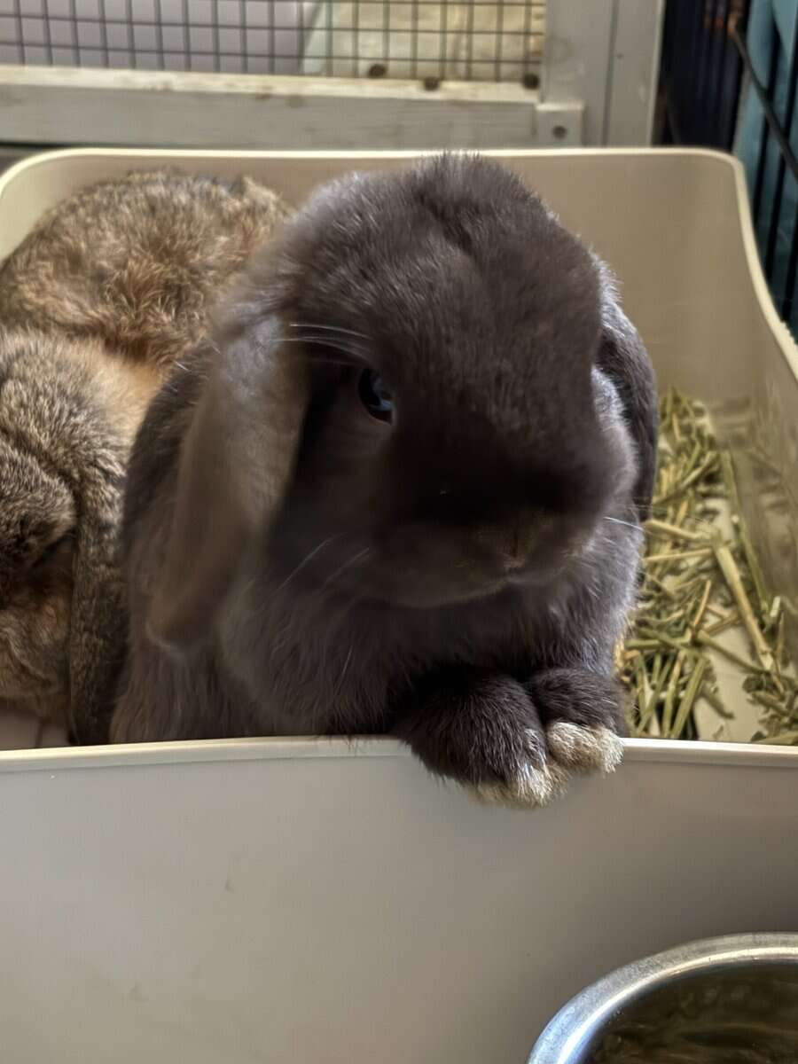 Holland Lop bonded pair for Sale image 2