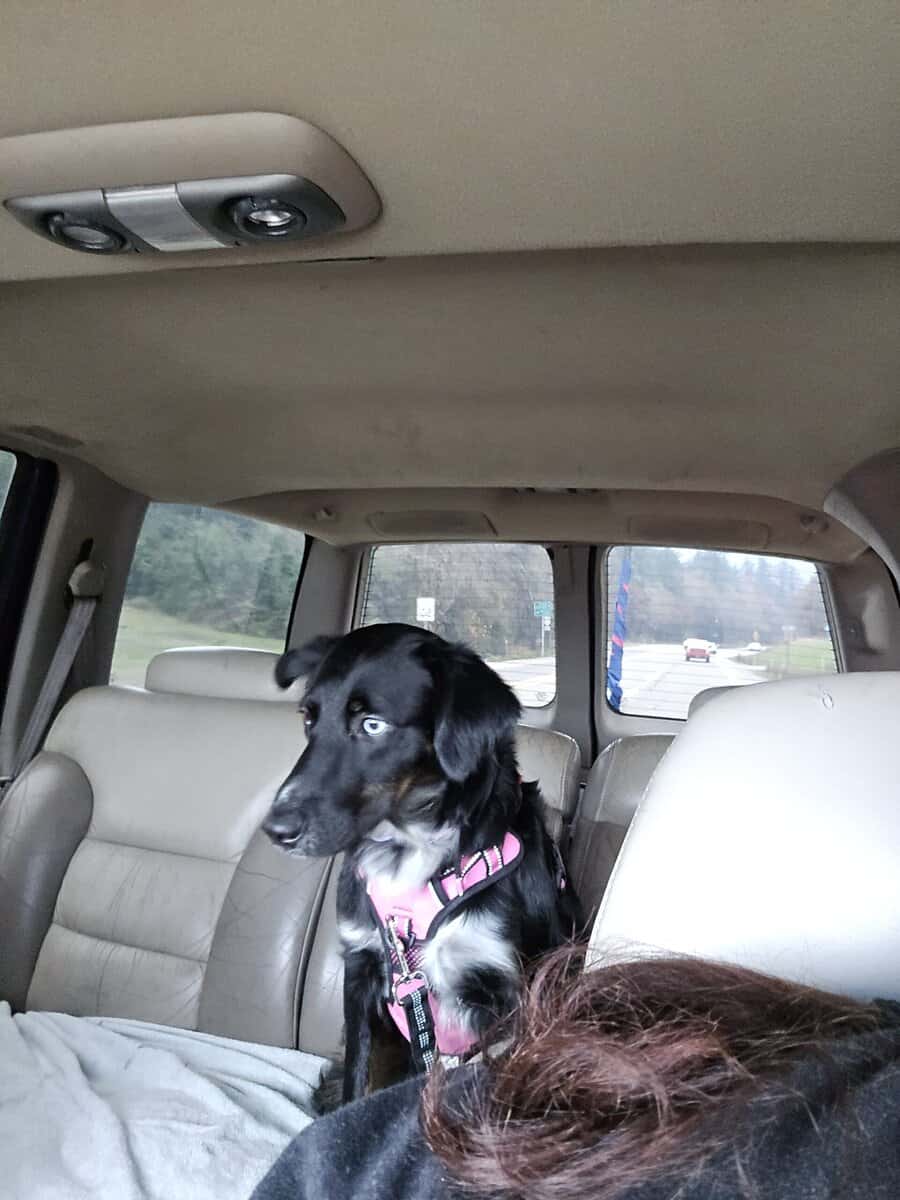 2 year old Female Australian Shepherd image 4