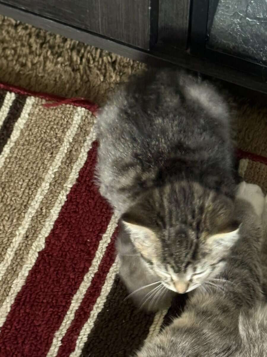 Free kittens image 2