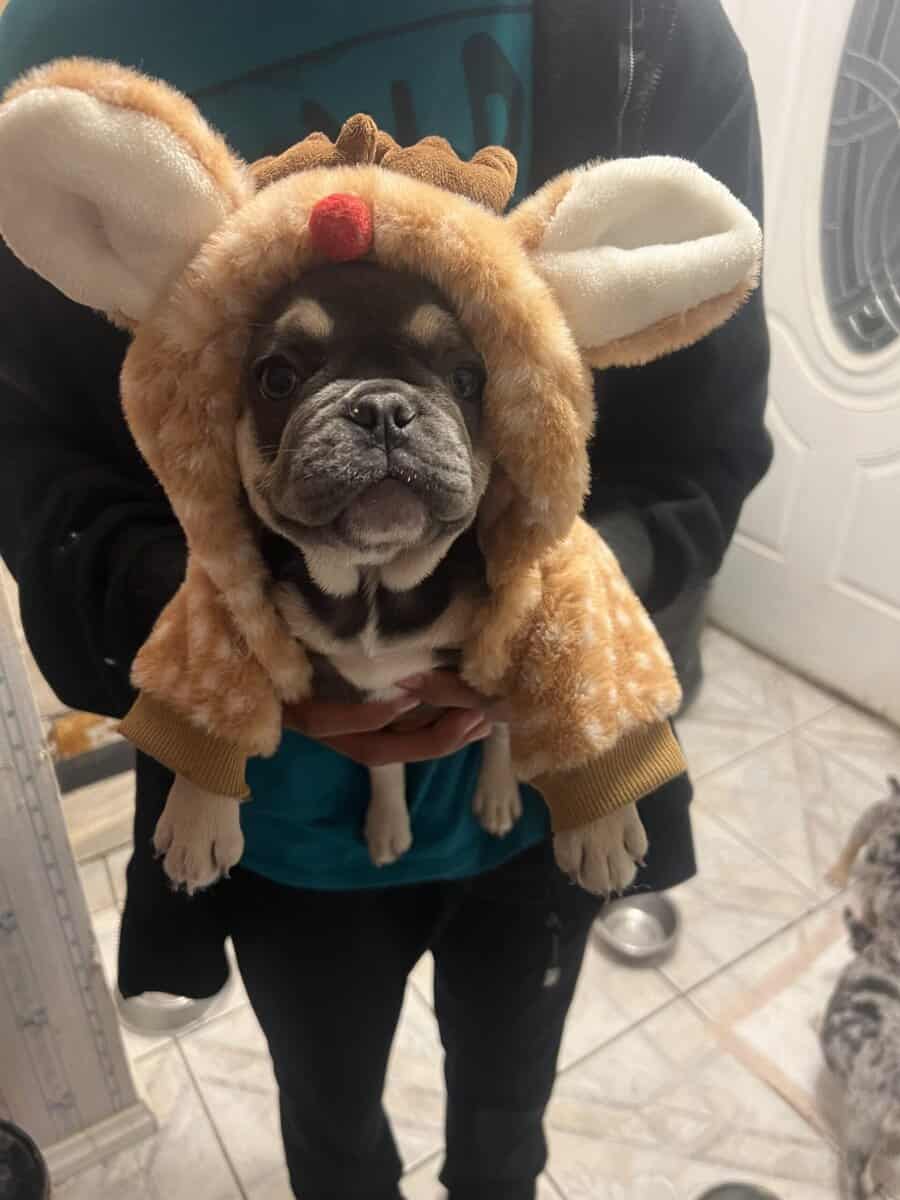 Xmas Puppies image 1