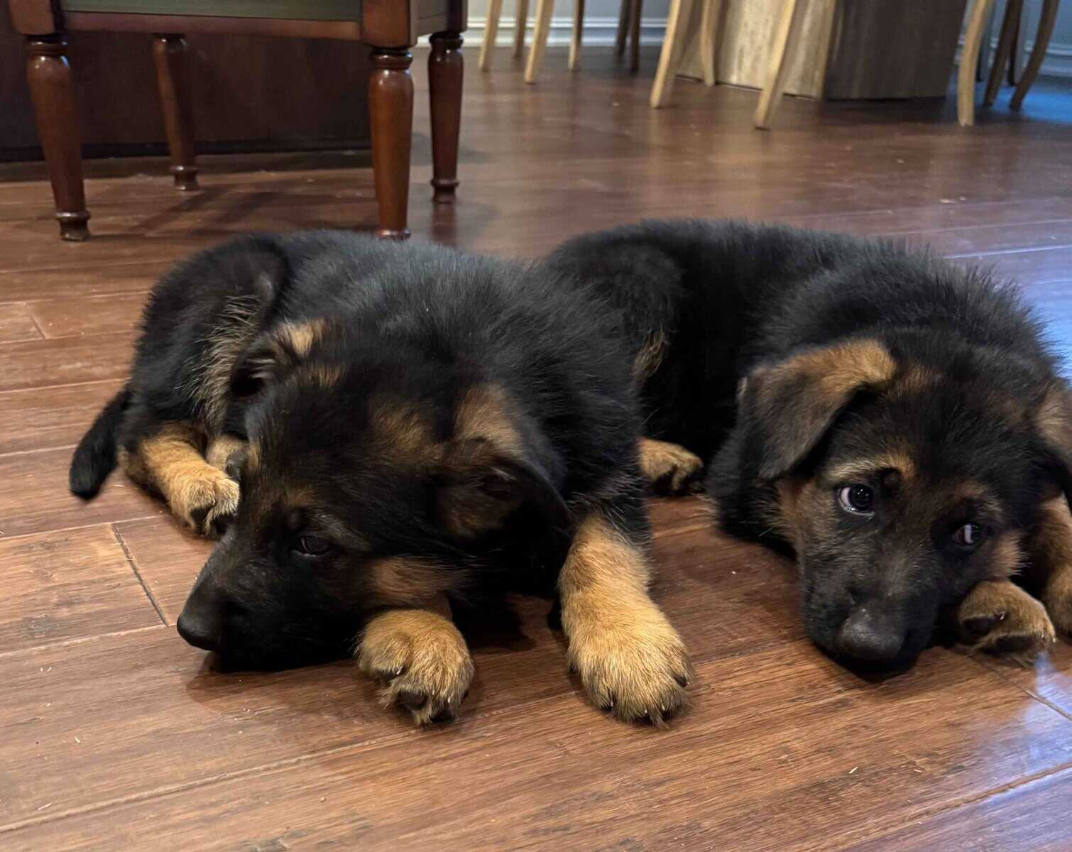 AKC German Shepherd Puppies image 11