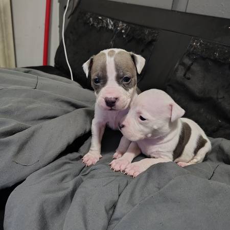 Pitbulls Hybrid puppies image 3