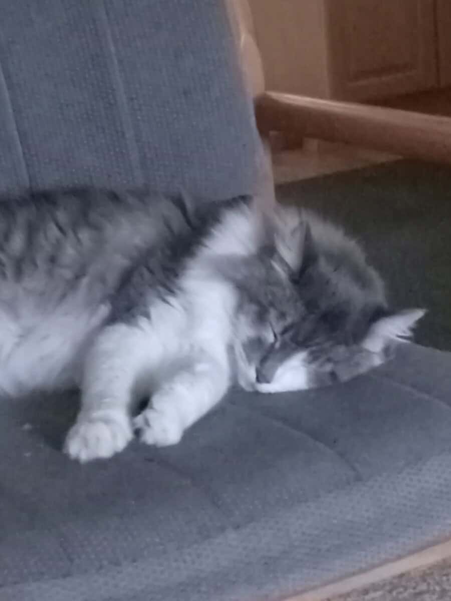 Norwegian Forest Cat image 2