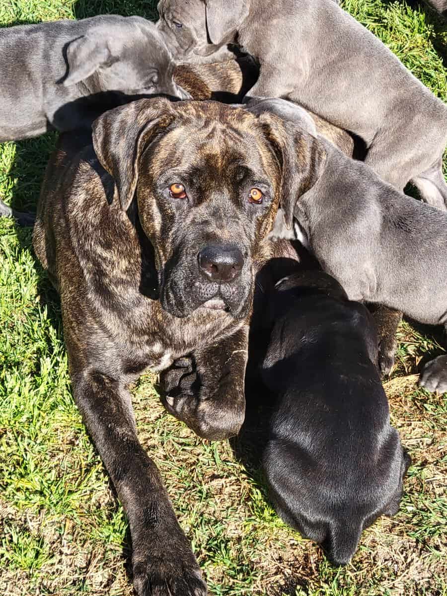 Cane corso puppies image 3