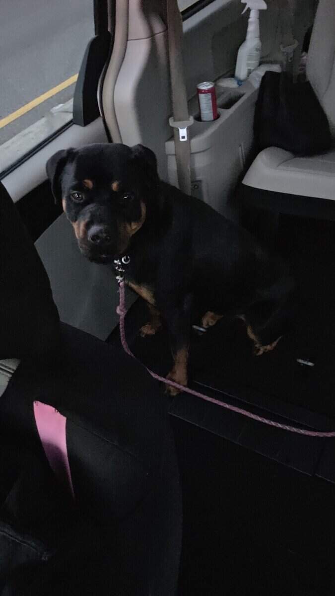 Rottweiler image 3