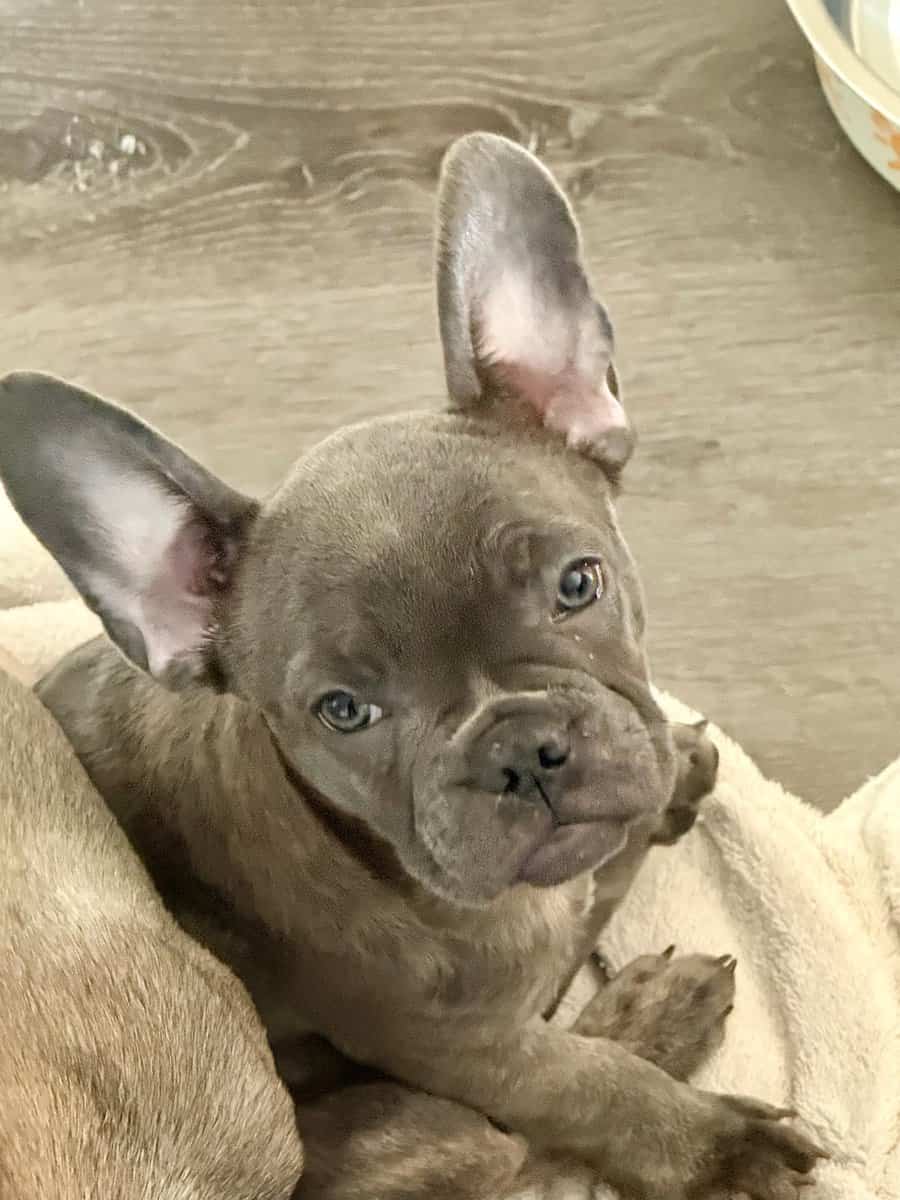Adorable French Bulldogs image 3