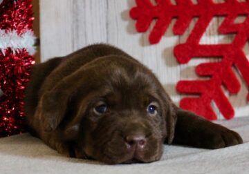 Sparkle Female Labrador Retriever