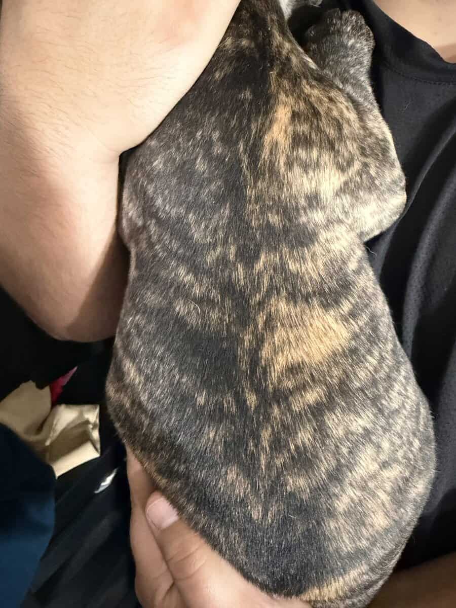 AKC Female French Bulldog image 4