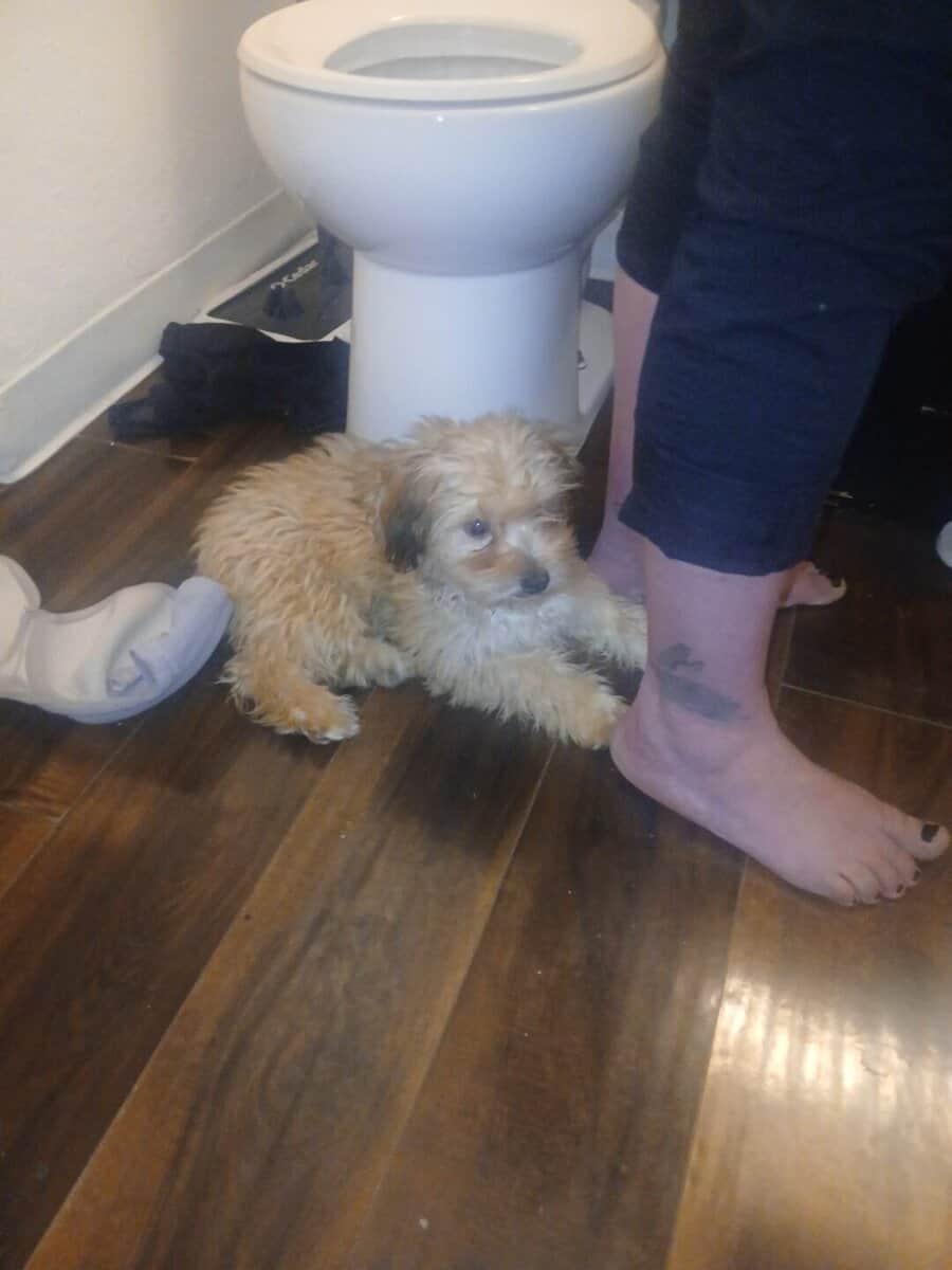 Meatball -MaltipooTerrier image 2